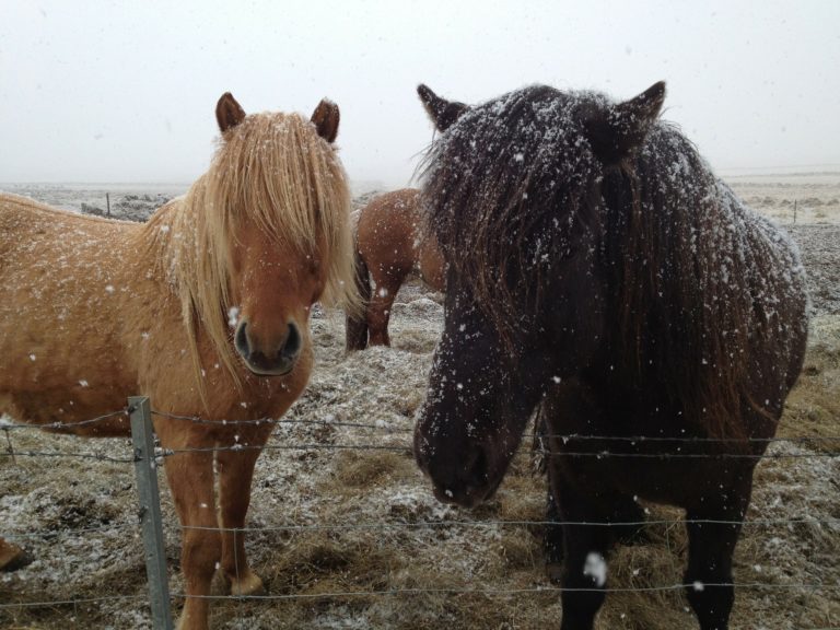 Islandske heste – racen med de 5 gangarter
